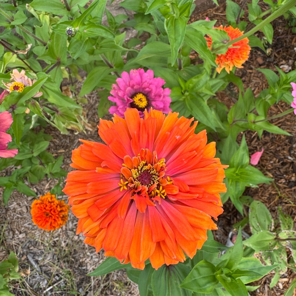 Meet your Posher, Joy